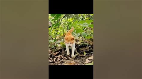 インスタ リール動画: なぜ猫はビデオの中で常に勝つのか？